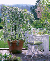 Malus ' Red Jade ' (Hängezierapfel)