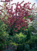 Malus 'Scarlet' (ornamental apple)