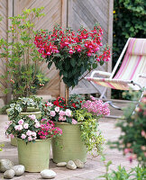 Under planting of fuchsia trunk