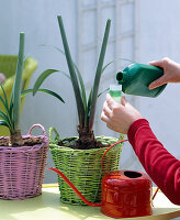 Further cultivation of Amaryllis