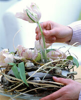 Osternest mit Papageitulpen