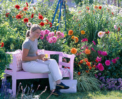 Rosa Holzbank vor buntem Beet mit Dahlia (Dahlie)