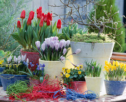 Tulipa kaufmanniana 'Showwinner'