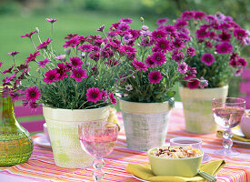 Osteospermum 'Wildside' (Cape basket)