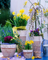 Salix 'Kilmarnock' (catkin willow), Narcissus (daffodils)