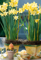 Narcissus -Hybr 'Pipit'