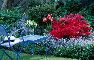 Frühlingsbeet mit Myosotis (Vergißmeinnicht), Azalea 'Muttertag'