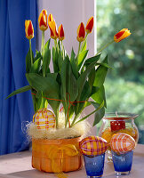 Tulipa-Hybr. (Tulpen), karierte Ostereier