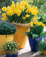 Narcissus 'Golden Harvest', Tulipa tarda, Tulipa 'Yokochama', Myosotis