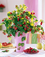 Rubus (Himbeere) in rosa Vase