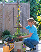 Topf mit Thunbergia bepflanzen