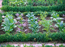 Seed ribbons Salad mix