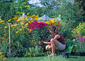 Spicing up a yellow bed with colourful perennials (2/7)