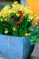 Narcissus 'Hawera', Deko-Hahn