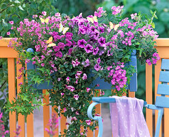 Diascia (Elfensporn), Ageratum (Leberbalsam)