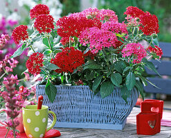 Pentas (pink, red pente)