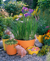 Iris ensata (Japanese marsh iris), Myriophyllum (millipede)