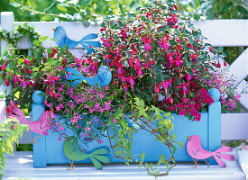 Fuchsia (fuchsia), Lobelia (male loyal)