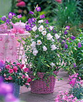 Campanula medium (Marian bellflower)