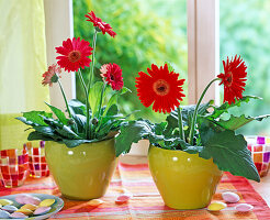 Gerbera in yellow pots