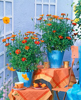 Tagetes (marigold)