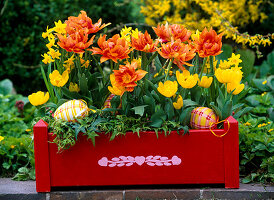 Tulipa, filled, orange and yellow tulips