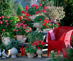 Pelargonium Summer Twist ' Salmon Pink ' ' Red '