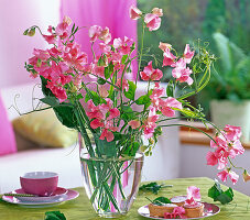 Lathyrus odoratus (pink sweetpea)