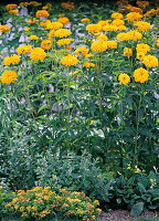 Heliopsis scabra 'Yellow green heart' (Sun's eye)