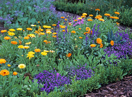 Calendula (marigold)