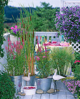 Lythrum (Blutweiderich), Typha (Rohrkolben)