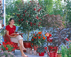 Cestrum (Hammerstrauch), Acer palmatum 'Dissectum Garnet'