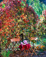 Laube mit Parthenocissus quinquefolia ' Engelmannii ' (Wilder Wein), Holzbank