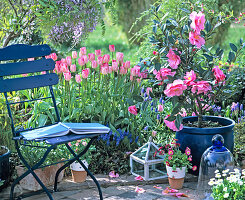 Sitzplatz am Beet mit Tulpen und Kamelie