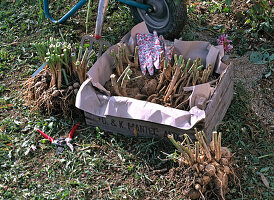 Hibernate dahlias