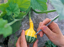 Ornamental pumpkin carving (1/2)