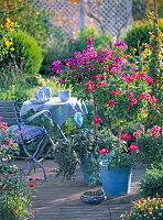 Stämmchen mit Unterpflanzung: Bougainvillea, Pelargonium