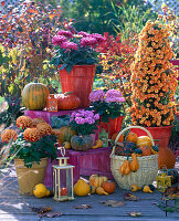 Chrysanthemum (autumn chrysanthemum, pyramid) 'Palü Bronce', 'Kalisto'