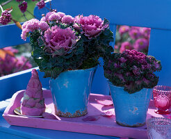 Brassica (ornamental cabbage), Chrysanthemum (autumn chrysanthemum)