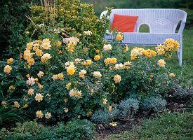 Creation of a yellow rose bed: 11/11