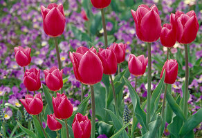 Pinkfarbene Blüten von Tulipa 'Christmas Marvel' (einfache frühe Tulpe)