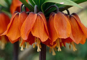 Orange flowers of Fritillaria imperialis (Imperial Crown)