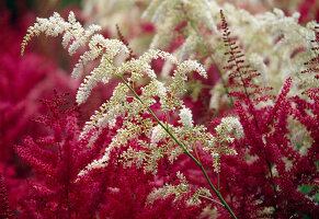 White and pink blossoms of Astilbe (daisy)