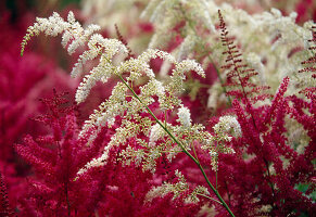 weiße und pinkfarbene Blüten von Astilbe (Prachtspiere)