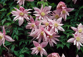 Rosa Blüten von Clematis macropetala (Clematis)