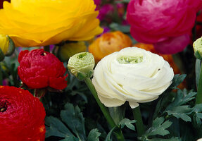 Flowers of Ranunculus asiaticus (ranunculus in yellow, red, white and pink)