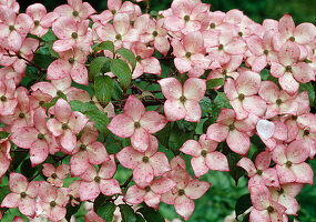 Rosa Blüten von Cornus kousa ' Satomi ' (Blumenhartriegel)