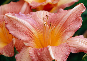 Orange Blüte von Hemerocallis 'Gypsy Lady' (Taglilie)