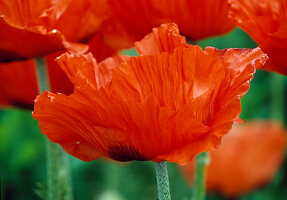 Bright red flower of Papaver orientale 'Türkenlouis' (Turkish poppy)