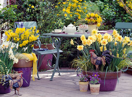 Spring terrace with daffodils